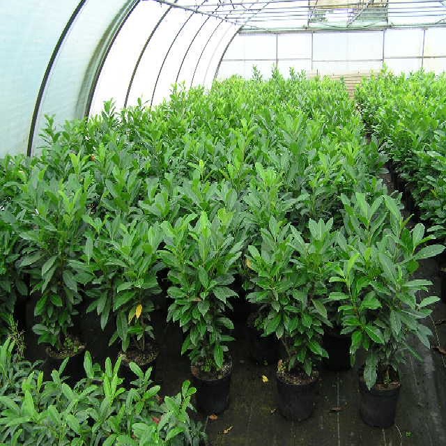 Prunus lauroc.'Caucasica'